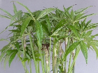 Arisaema ciliatum var. 'liubaense'